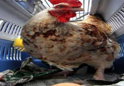 في الصين : ديك يبيض.. وبيض الدجاج يتحول إلى كرات مطاطية  220c29bada